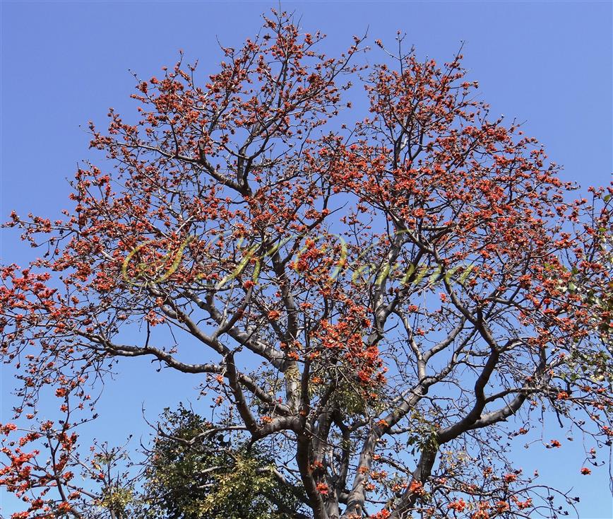 Plant